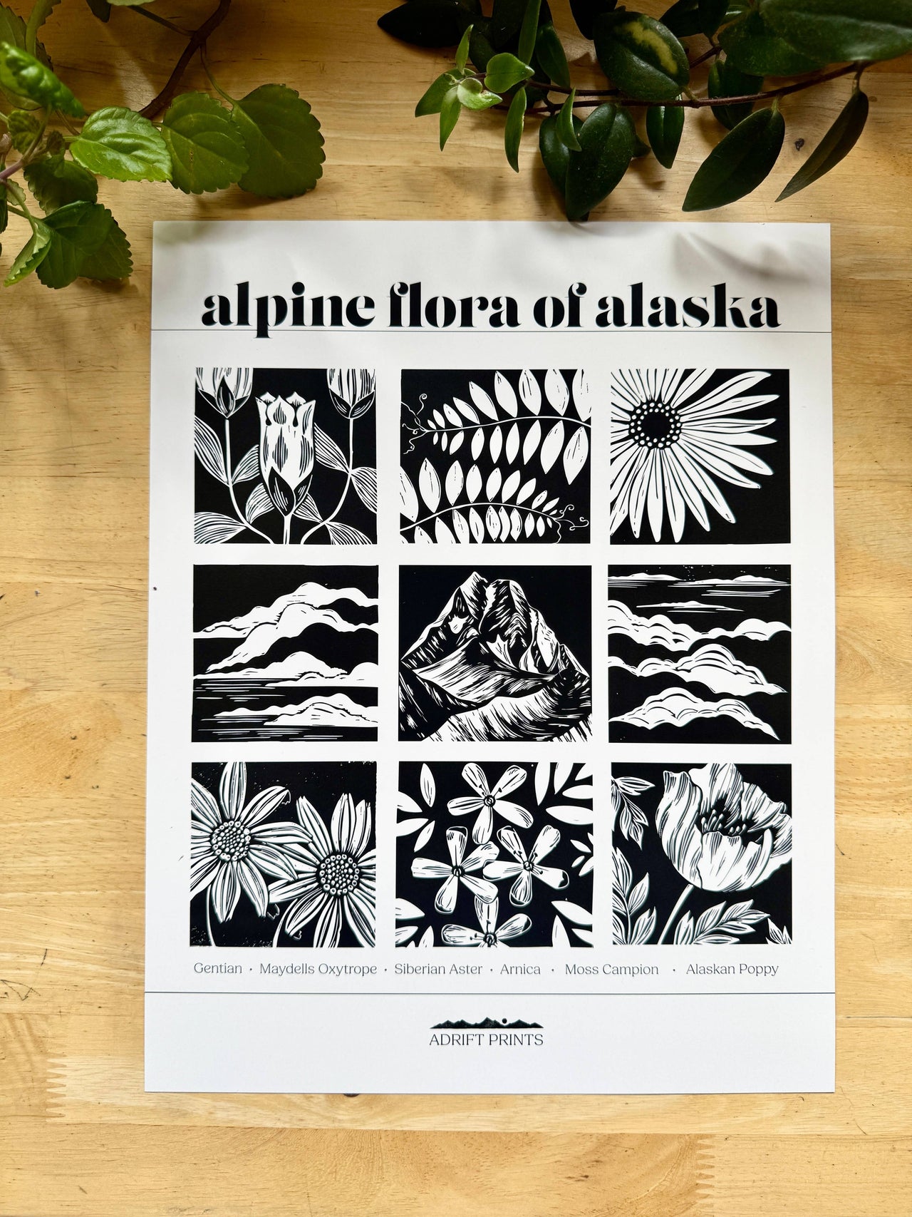 Alpine Flora of Alaska • poster print