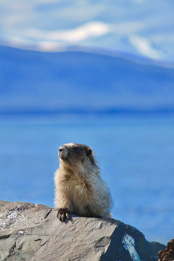 2026 Postcard: "Most Interesting Marmot" by Anna E. Cramer