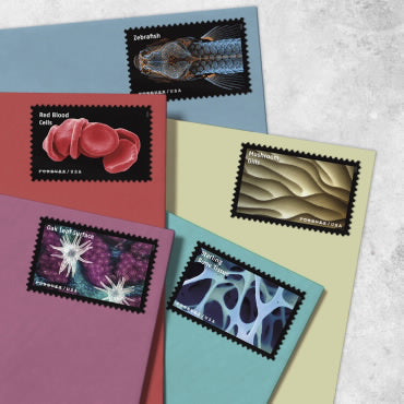 *Forever Letter Stamps: Life Magnified*