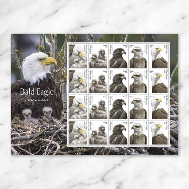 *Forever Letter Stamps: Bald Eagle: Hatchling to Adult Stamps*