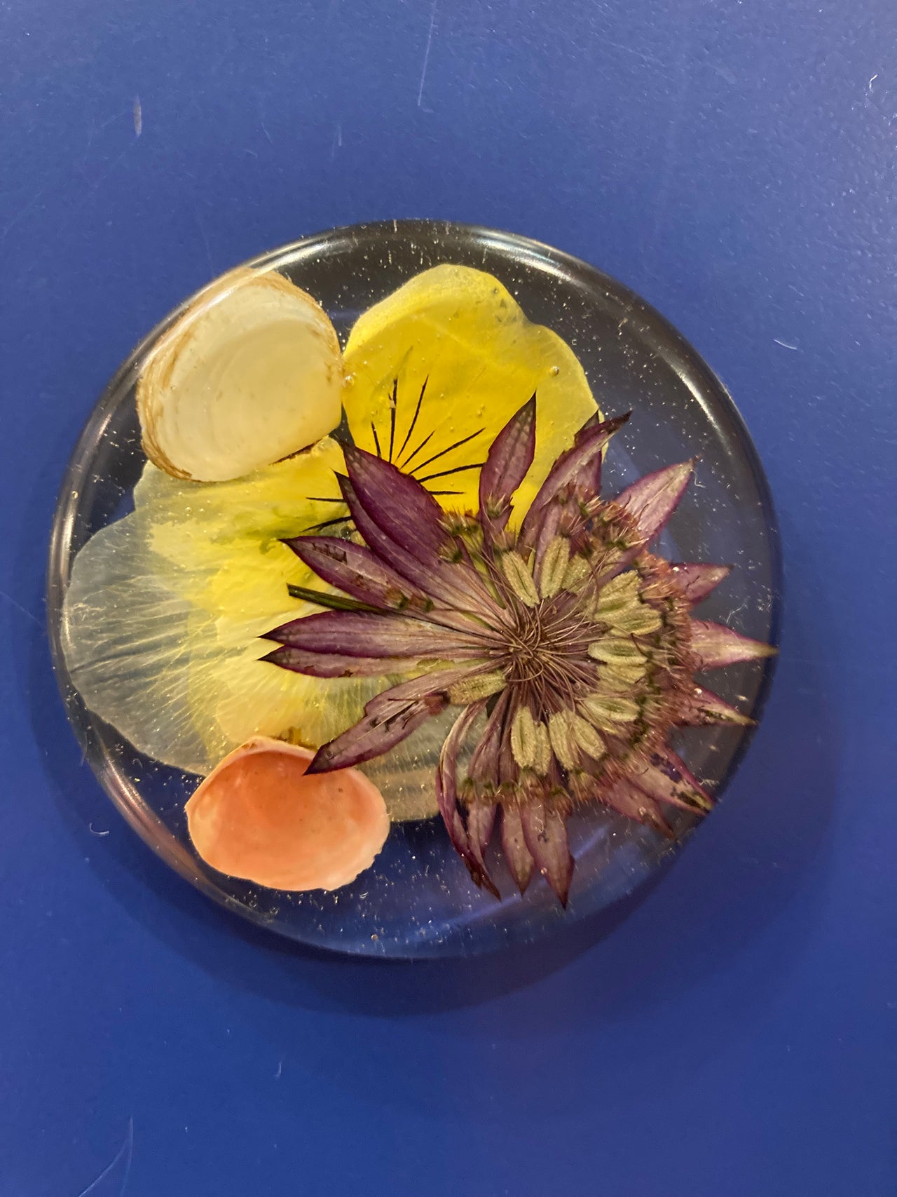 Wild Alaskan Magnets