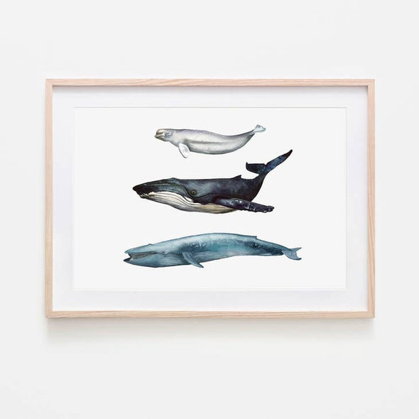 Whale Trio Art Print