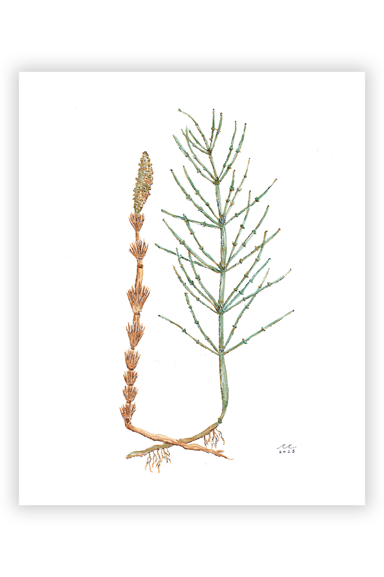 Horsetail Print