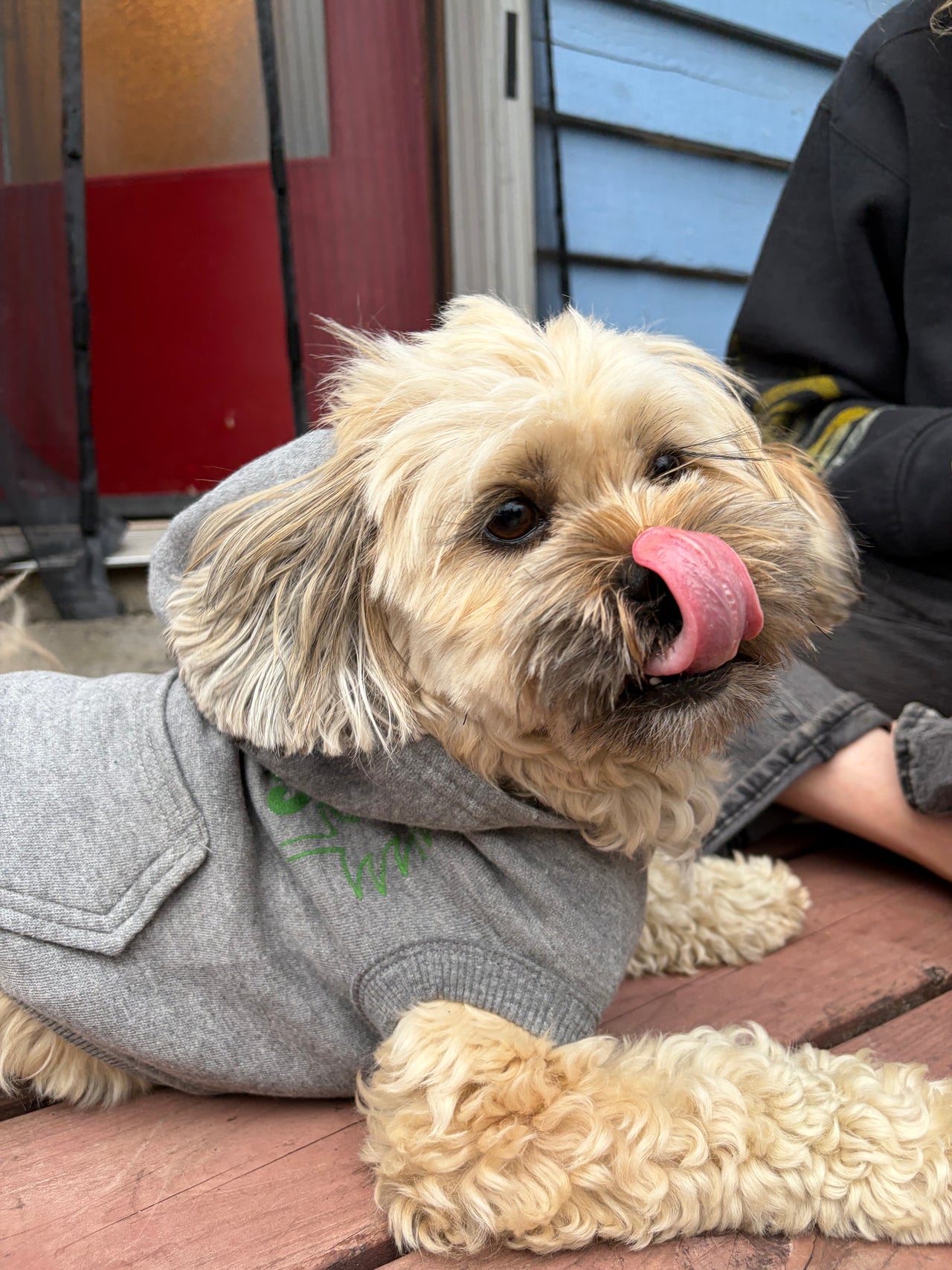 Protect the Tongass Doggie Sweaters