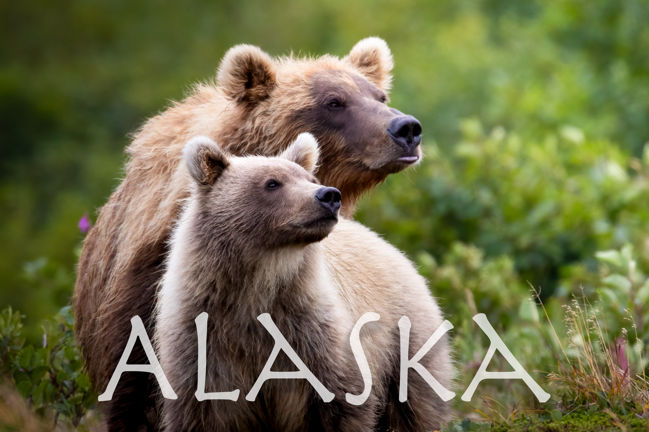 2026 Postcard: "Bear Gaze" by Rylee Jensen