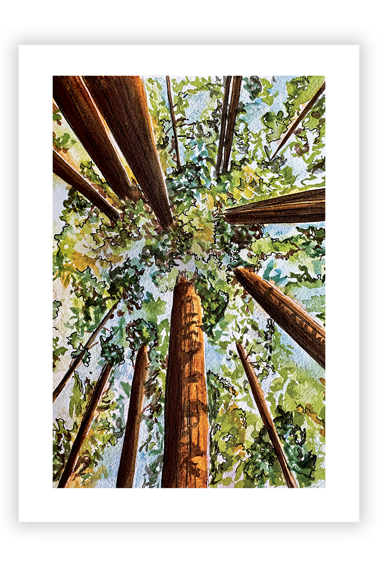 Redwood Skies