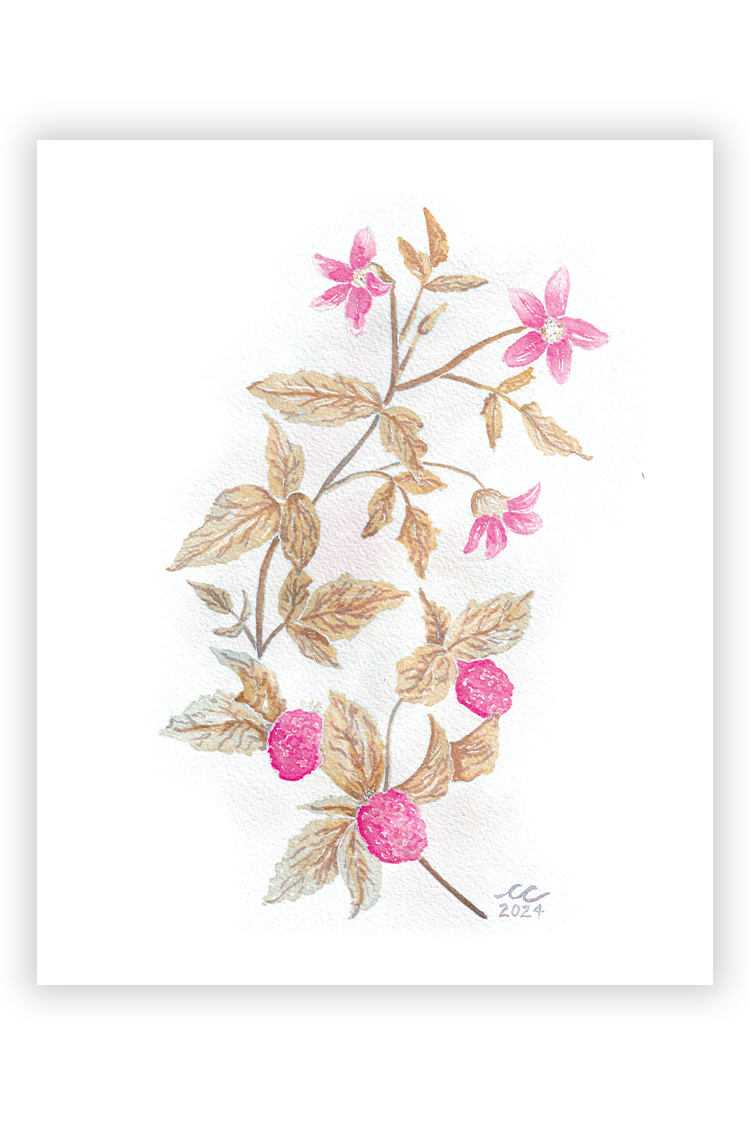 Salmonberry Print
