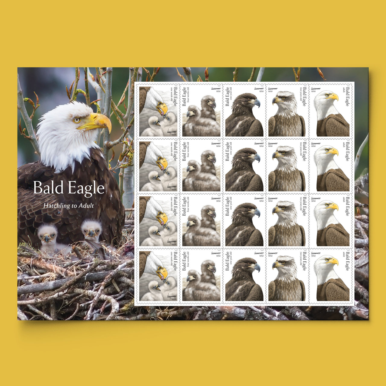 *Forever Letter Stamps: Bald Eagle: Hatchling to Adult Stamps*