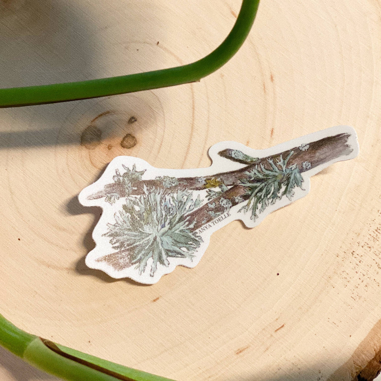 Lichen Sticker