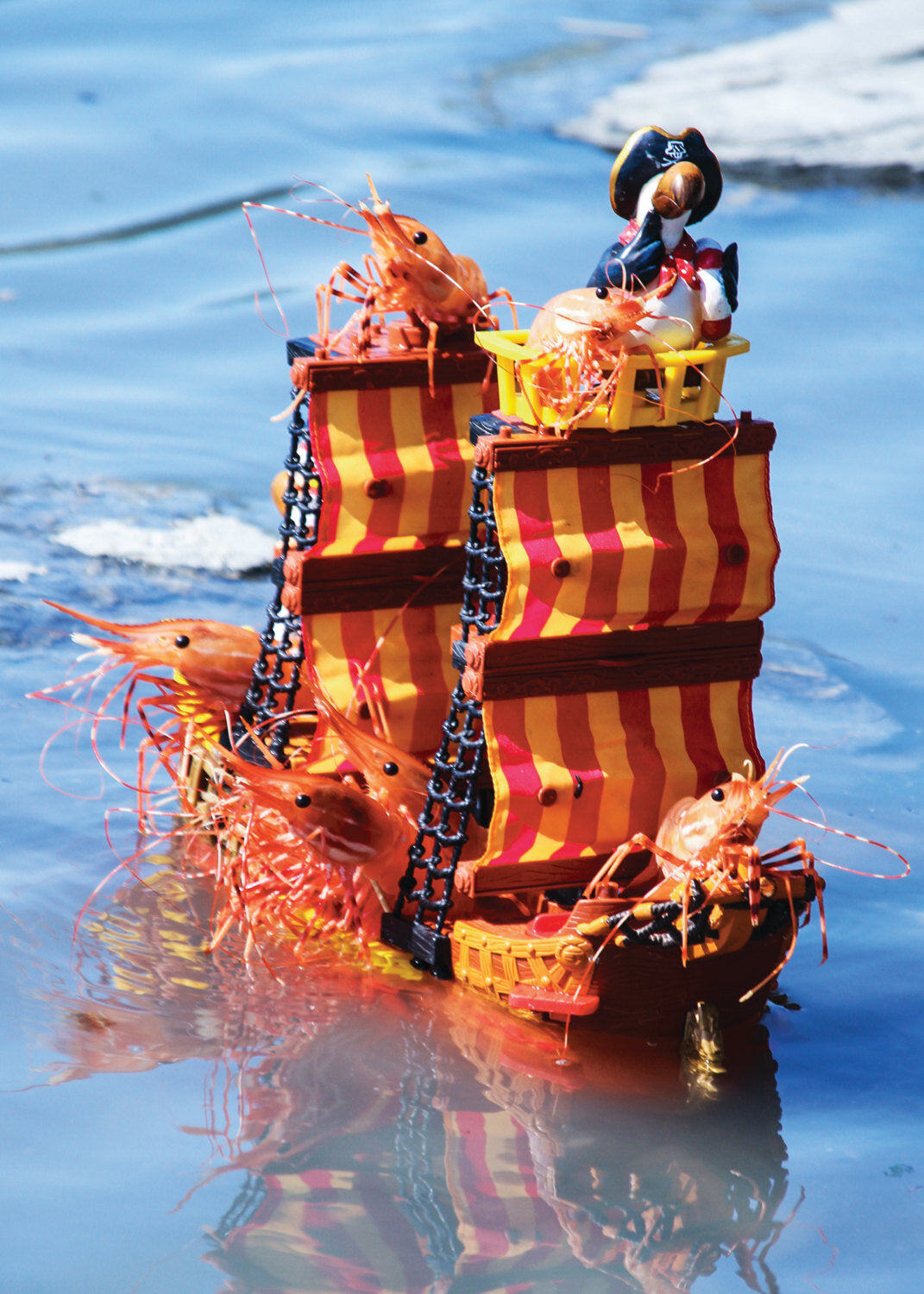 Pirate Shrimp Card