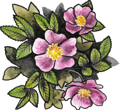 Wild Rose Sticker