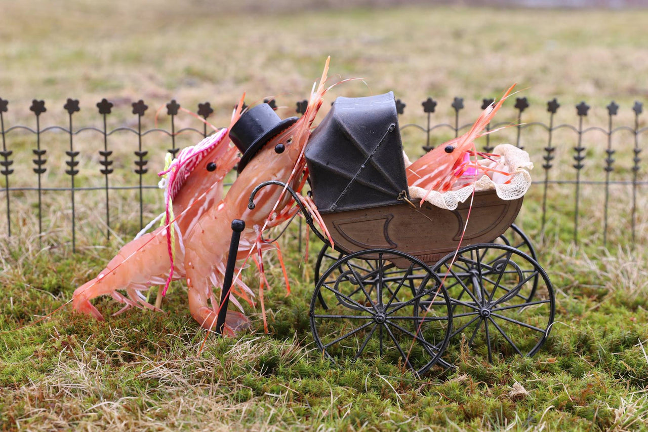 Shrimp Family Stroll