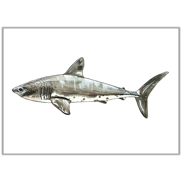 Salmon Shark Print