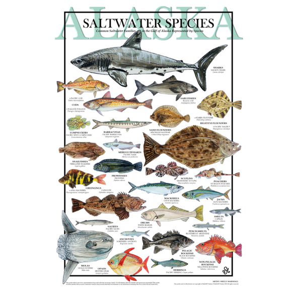 Saltwater Species Print