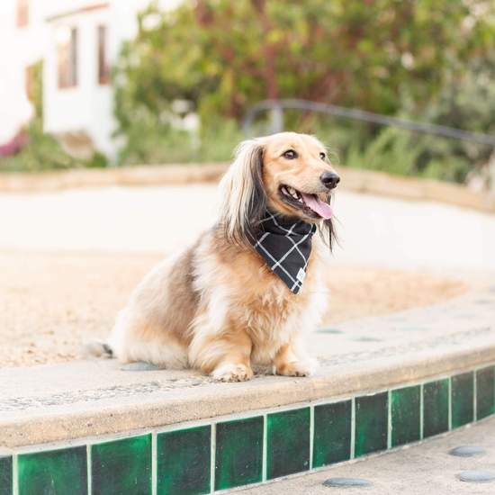 Windowpane Check Black Dog Bandana (Reversible)