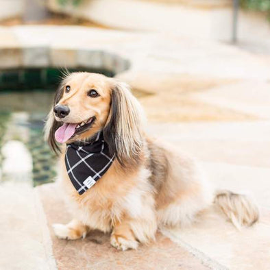 Windowpane Check Black Dog Bandana (Reversible)
